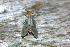 Biturix venosata