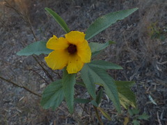 Hibiscus divaricatus