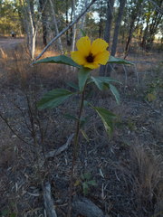 Hibiscus divaricatus