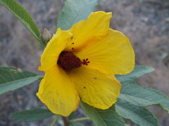 Hibiscus divaricatus