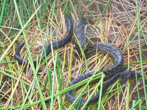 Australian Scrub Python sighting