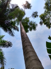 Schizolobium parahyba