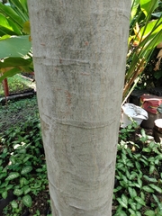 Schizolobium parahyba