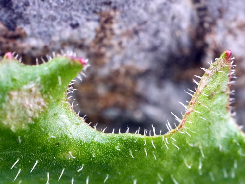 Vienagraižė snaudalė nuotrauka