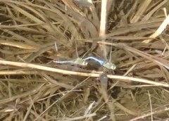 Anax junius
