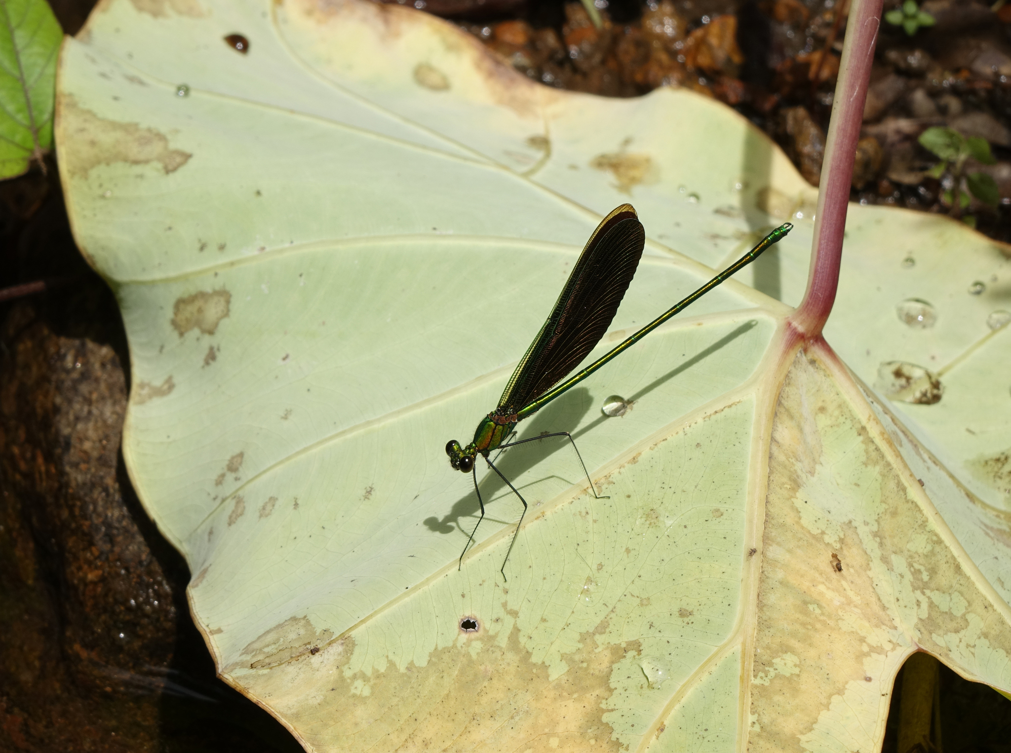 Green Metalwing