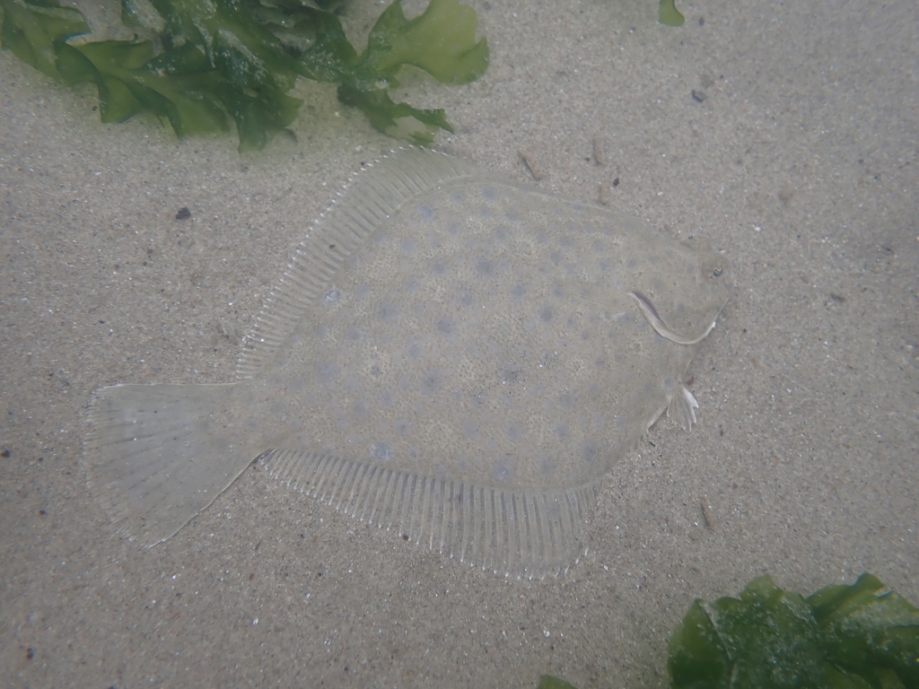 diamond turbot