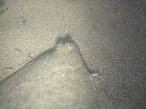 Diamond turbot (Hypsopsetta guttulata) — Pleuronectidae — 4