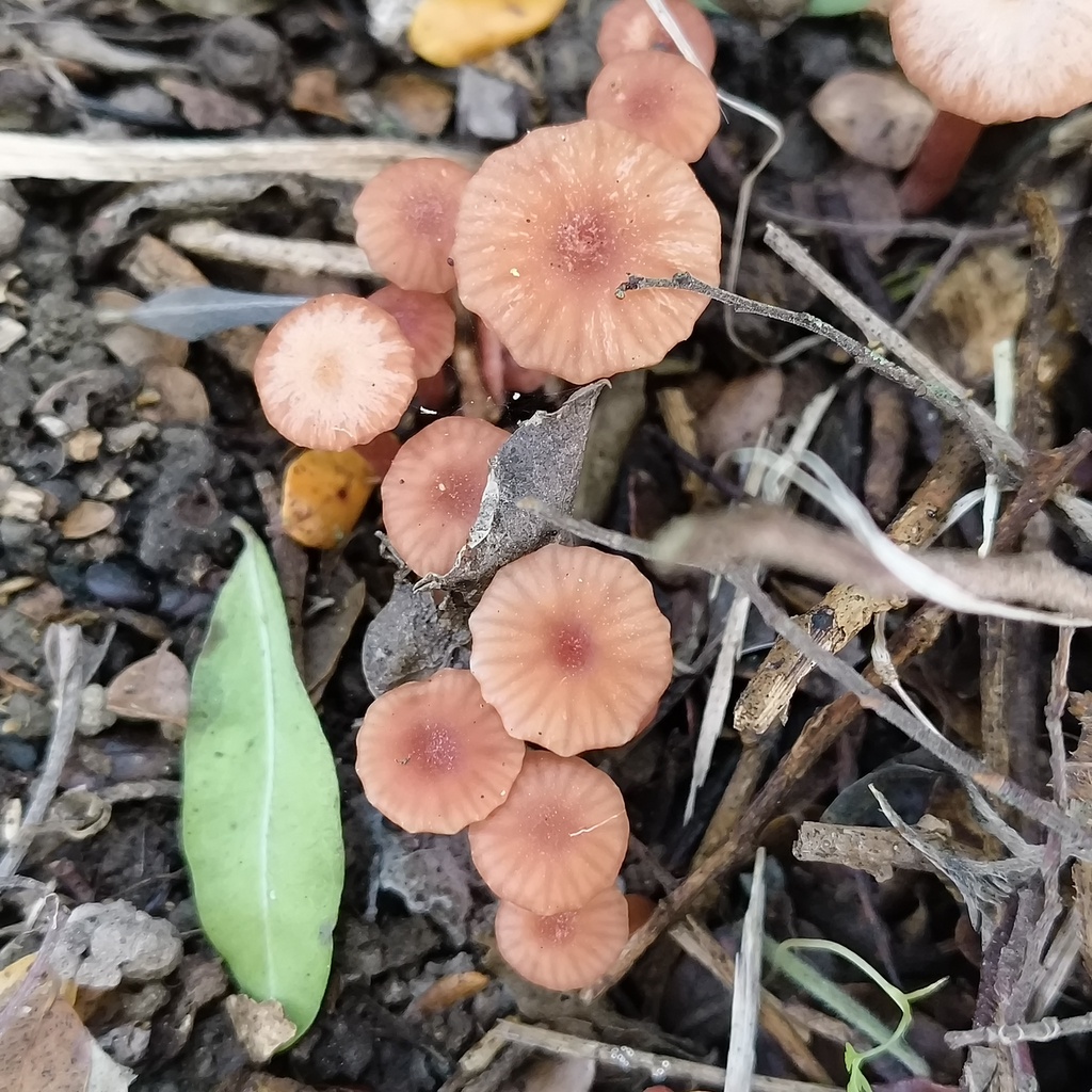 Laccaria · June 2025 · photo: © zedt (iNaturalist, cc-by)