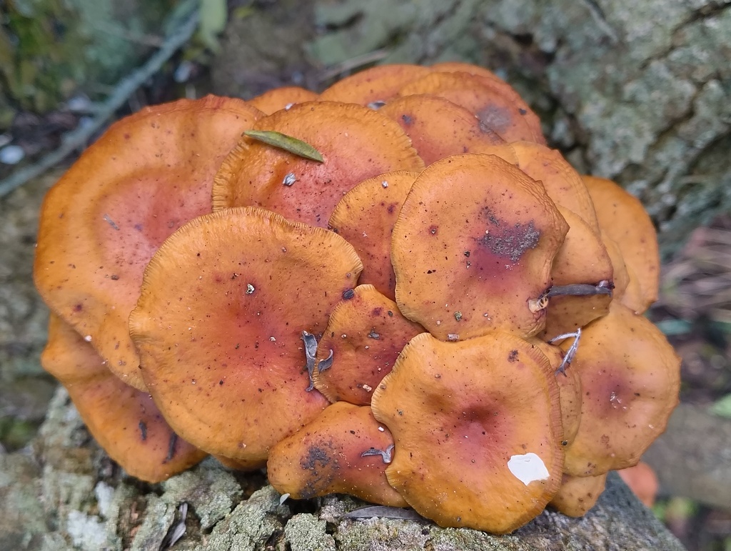 Flammulina velutipes · June 2025 · photo: © zedt (iNaturalist, cc-by)