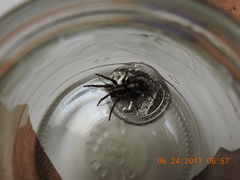 Herpyllus propinquus