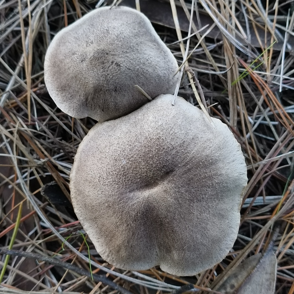 Tricholoma terreum · June 2025 · photo: © zedt (iNaturalist, cc-by)