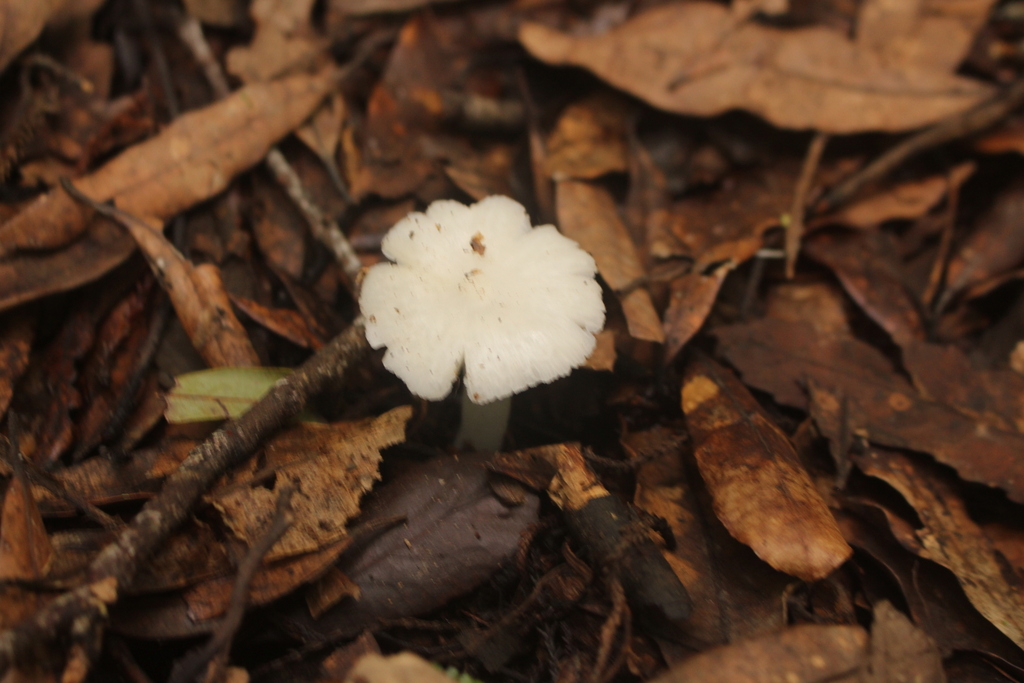 Humidicutis mavis · June 2025 · photo: © esthercocker_ (iNaturalist, cc0)