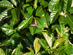 Adelpha paraena