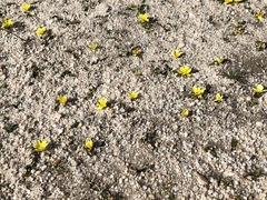 Moraea luteoalba