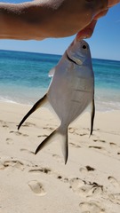 Trachinotus goodei