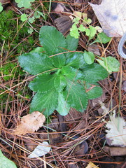 Micranthes virginiensis