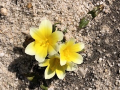 Moraea luteoalba