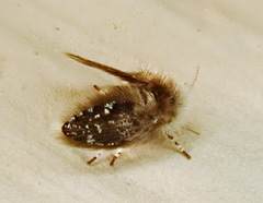 Setomima nitida