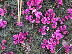 Indigofera humifusoides