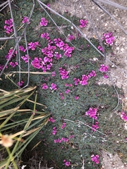 Indigofera humifusoides