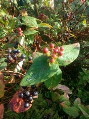 Hypericum androsaemum