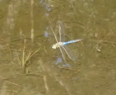 Anax junius