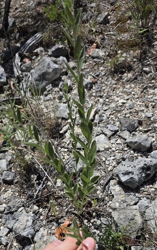 Hill Country Wild-mercury (Argythamnia aphoroides)
