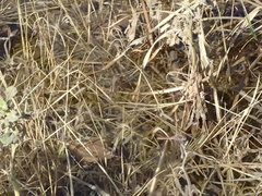 Sympetrum corruptum