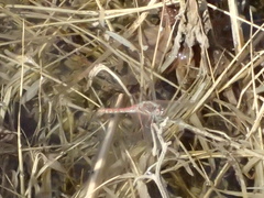 Sympetrum corruptum