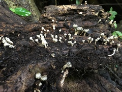 Podosordaria
