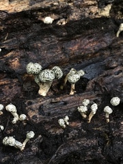 Podosordaria