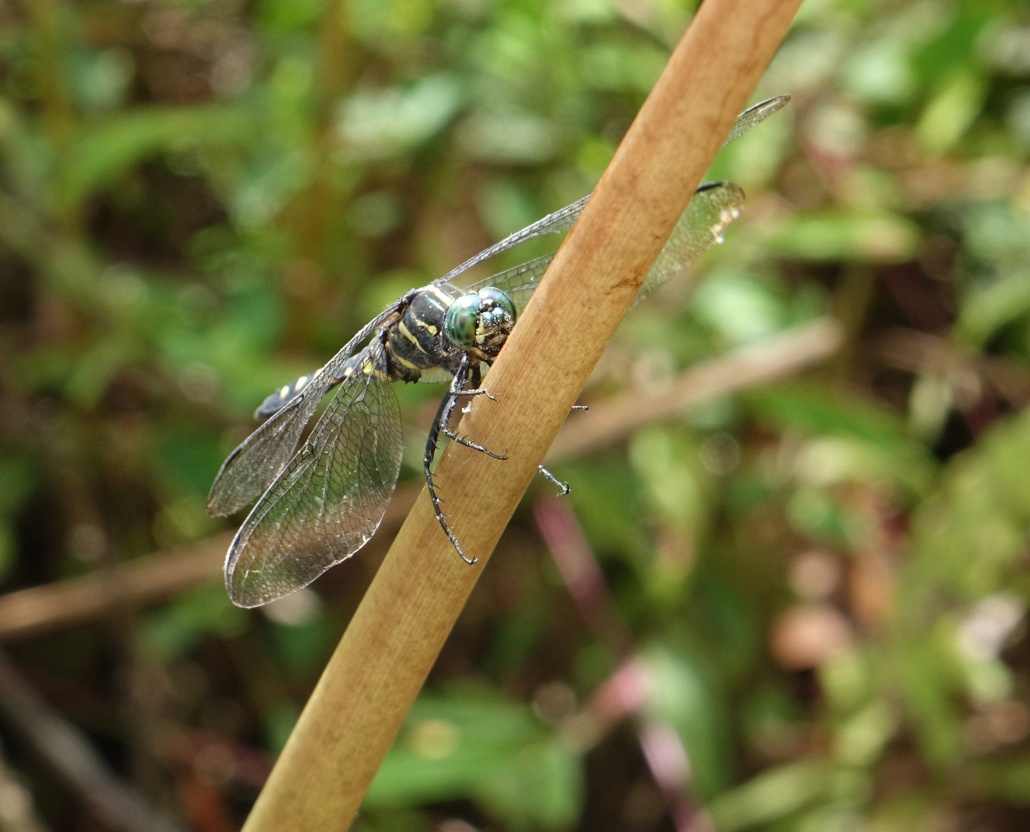 Stellate River Hawk