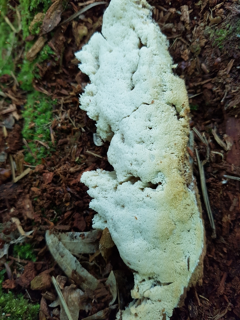 Cyphelloporia