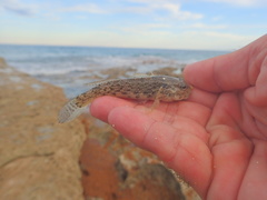 Bathygobius antilliensis