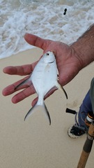 Trachinotus goodei