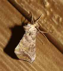 Pseudeva purpurigera