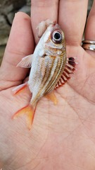 Neoniphon vexillarium