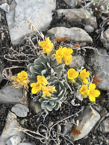 Physaria alpina, photograph 4