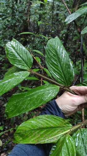 Ischnosiphon ursinus (Ischnosiphon ursinus)