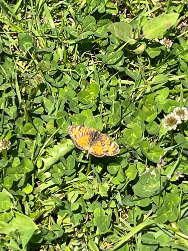 Pearl Crescent