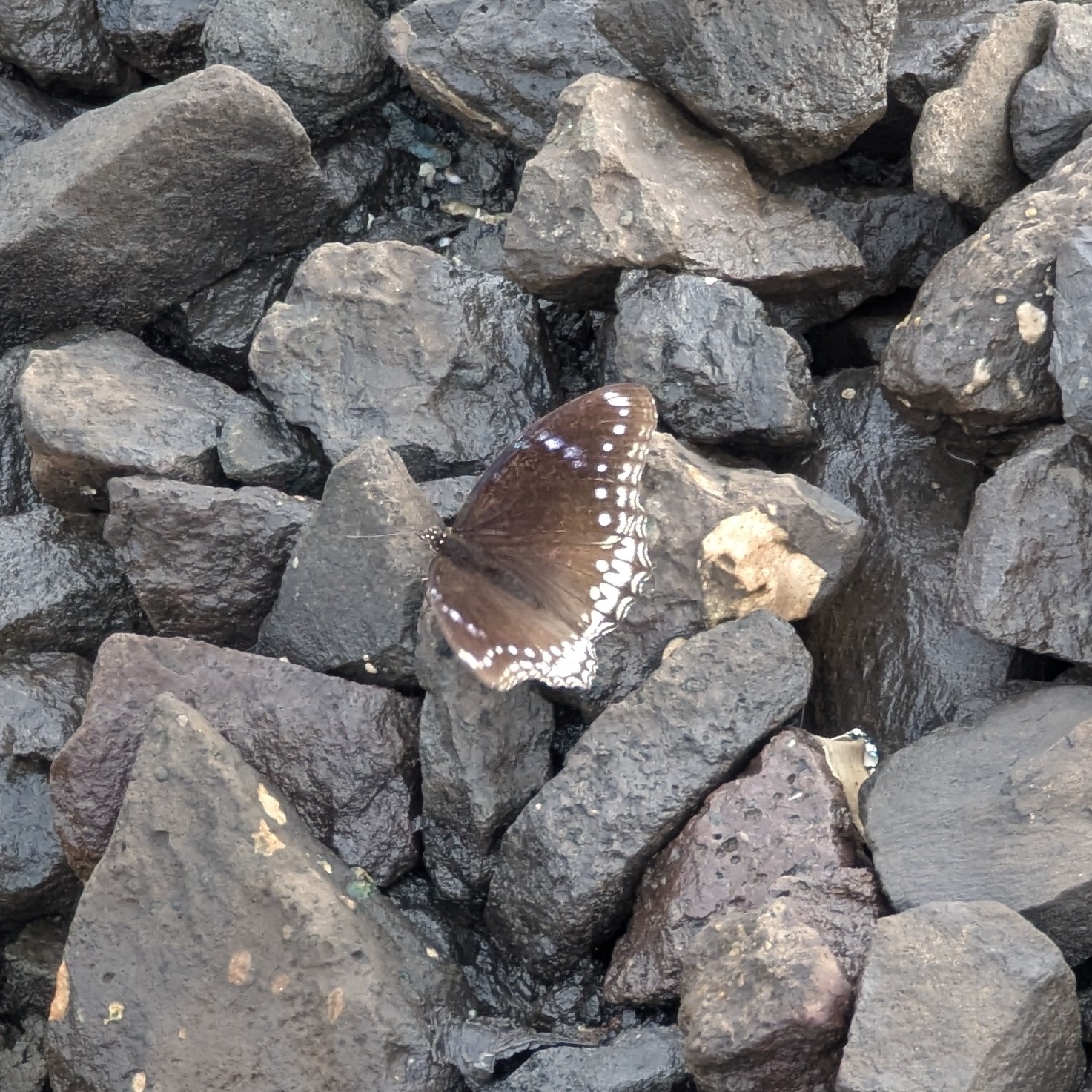 Great Eggfly