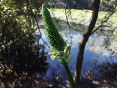 Albuca bracteata