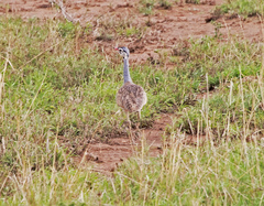 Eupodotis senegalensis
