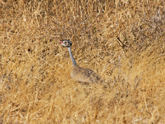 Eupodotis senegalensis