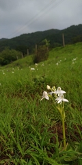 Habenaria grandifloriformis