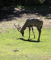 Tragelaphus