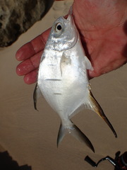 Trachinotus goodei