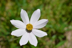 Cosmos diversifolius