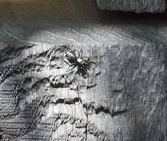 Salticus peckhamae